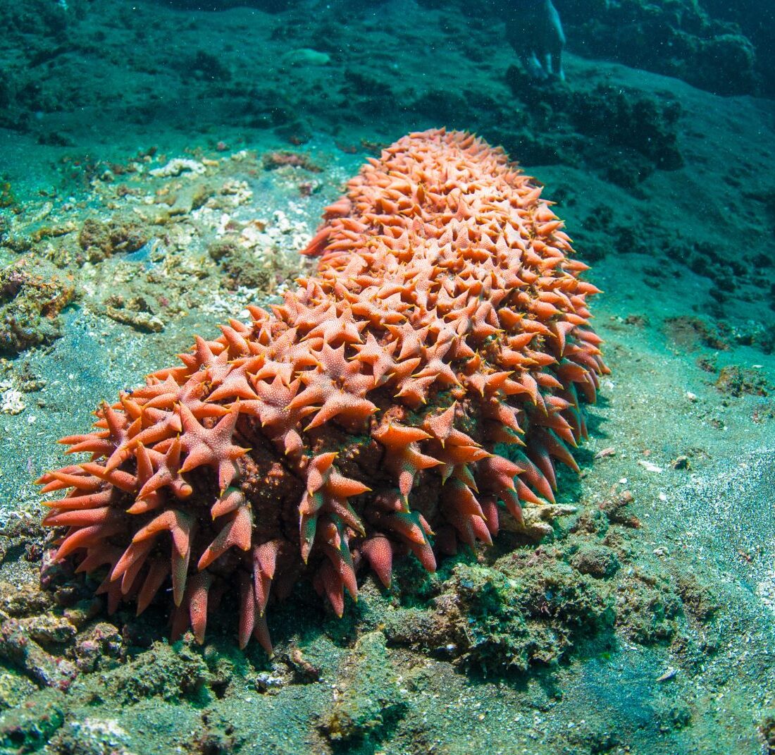 Can sea cucumber help fight cancer?